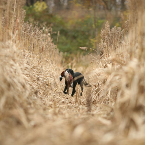 A black dog carries a pheasant through a field of tall grass